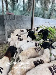  8 أغنام وكباش صومالية