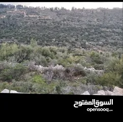  3 ارض في ام صفا