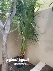  1 Bismark Palm
