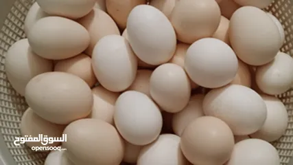  3 متاح بيض بلدي طازج ومخصب