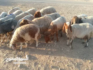  5 بلدي نفس الصور بالضبط عقائق ومناسبات ونذر اوزان 20 ل30 لحم صافي