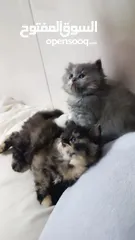  3 قطط صغار للبيع عمر شهرين من ام شيرازيه واب سكوتش جاهزات للبيع
