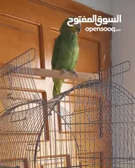 2 ما شاء الله  ببغاء اورنج وينج امزوني مع قفص كبير