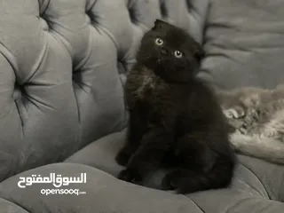  14 كتن سكوتش فولد و ستريت وام منتجه