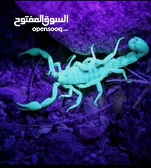  7 كاشف فطريات الحيوانات الأليفة لوكس UV أشعة فوق البنفسجية كشاف العقارب