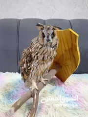  1 بومه محنطه للبيع