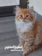  1 قطط جميله منوعه مكس شانشيلا سكوتس فولد مع بلدي