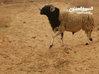  1 كبش الله يباركفحل للبيع