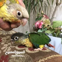  4 فراخ جرين شيك اليفه اقرأ تفاصيل زق يدوي اليفات تركواز  واناناس  ونورمال محجلات من انتاجي