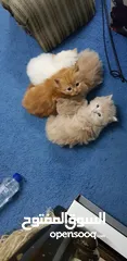  11 pure persian kitten