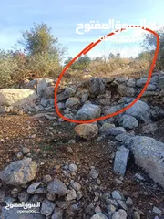  8 القبة الذهبية ارضي بلعا دير الغصون قرب بجورا