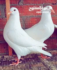  1 حمام فرنسي لاحم Pure سوبر جامبو