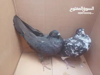  2 انواع حمام مكفول