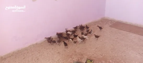  1 صيصان بلدي