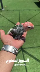  5 فرخ وايت بيلي كايك baby white bellied caique