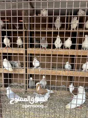  4 طيور حمام للبيع