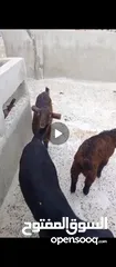  3 3سخلات وجدي