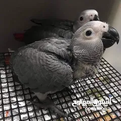  1 lovely parrots