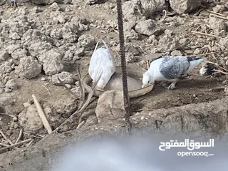  2 حمام حب الرمان زوج و عرايس زوج