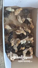  3 صوووص بلدي