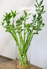  3 نبات ساق البامبو واسمه العلمي(LuckyBamboo)