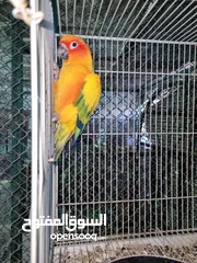  1 sun conure