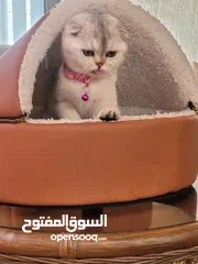 4 أنثى بيور سكوتش فولد للبيع