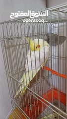  9 ببغاء كوكتيل حلو ومرتب وبعمر اصغير اكلو معو وقفسو معو ونضيف جدآ للبيع مع جميع اغراضو