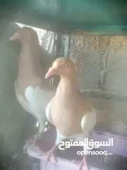  6 جوزين يهودي جوز اصفر وجوز احمر على صفره