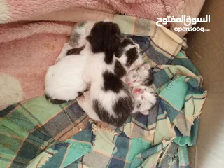  7 قطة هملايا مع اطفالها  بسعر رمزي مع اغراضهم الرقم للواتس