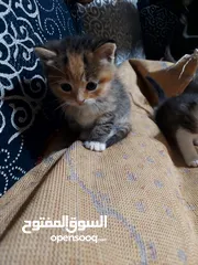  22 قطة سكوتش مع صغارها 3 قطط