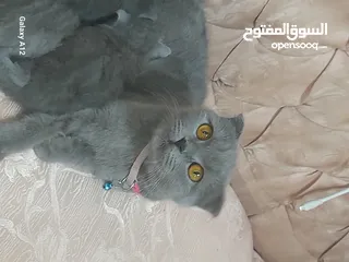  1 قطط سكواتش فولد  الام والاب  نفس الفصيله الاذن  قصيره   لس لم يتم الفطام البيع الام  والاولاد