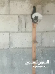 8 حمام للبيع
