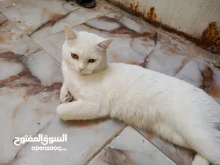  2 قطط نثيه وفحل للبيع عمر الذكر 11شهر والنثيه 10 شهور انواعهن الفحل شيرازي تركي واليف كلش والنثيه حامل