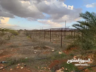  11 مزرعة للبيع. هكتار  في بنغازي. الكويفية