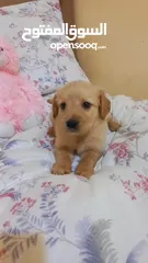  2 Golden retriever puppy