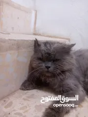  5 قط للبيع بسعر مناسب
