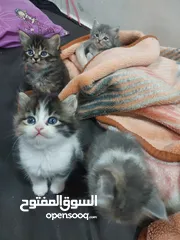  8 قطط كاليكو مكس شيرازي عمر شهرين