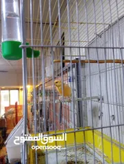  10 كناري فحول نار يوجد جواز و مخاليف بسم الله ماشاء الله جاهزة مية بالمئة