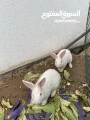  3 أرانب للبيع