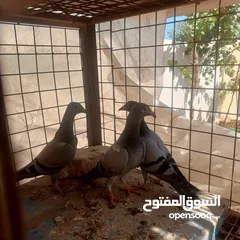  10 حمام زاجل فطام جديد دماء قوية  ثلاثة فراخ نخب  مطلوب 12دينار  اربع دينار الواحد