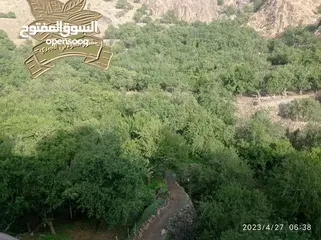  7 لوز جبري خولاني درجة أولى