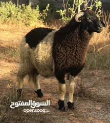  6 خروف وطني ربي يبارك