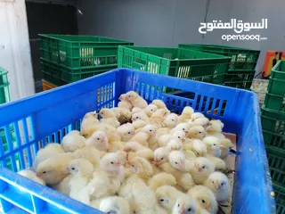  3 1day chicks صیانت الحم