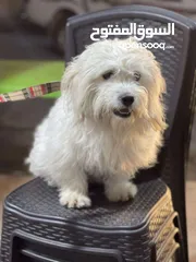  1 ذكر مالتيز للبيع العمر سنه وتصع أشهر الكلب صلاه النبي عليه ولا محتاج اشي صحته كويسه