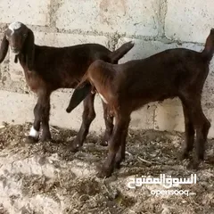  1 بسم الله ماشاء الله 14 راس غنم من ضمنهم شعريتين وتيس وعنزه وراها توم جدايه