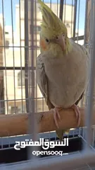  3 حبتين كوكتيل