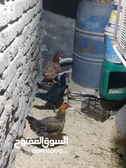  3 متااح دجاج عرب خط اول اقره الوصف