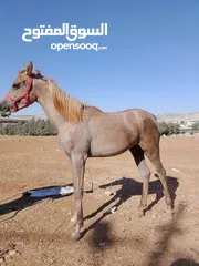  8 مهره عربيه نخب النخب بدون ورق