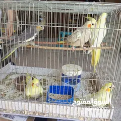  3 عصافير كوكتيل .أليف